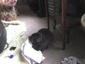 bunny laundry bunny laundry