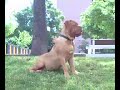 Dogo de burdeos , DOGO DE BURDEOS Dogo de burdeos , DOGO DE BURDEOS