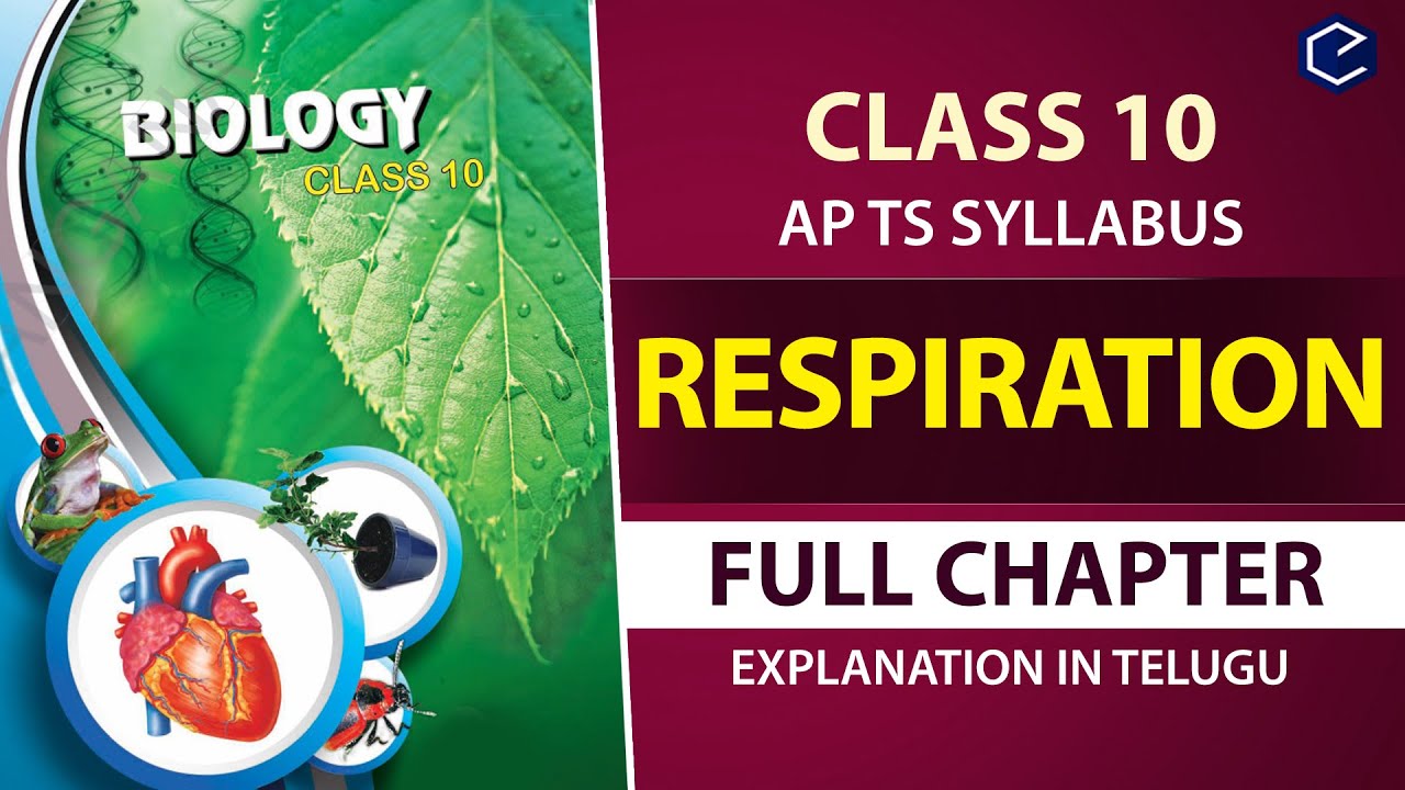 #Respiration Full chapter Explanation in Telugu | 10th biology Ch 2 | AP & TS syllabus |10th Biology