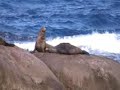 VK1AA/2 IOTA OC-223 Montague Island ham radio VK1AA/2 IOTA OC-223 Montague Island ham radio