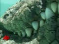Raw Video: Crocodiles Up Close