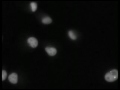 Proteins in Motion