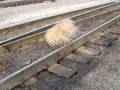 videos de TUMBLING TUMBLEWEED EAST END YARD 4