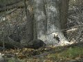 Wild Turkeys