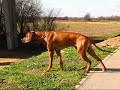 Stalk and cat  chase