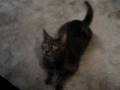 videos de Bo the Fetch Cat