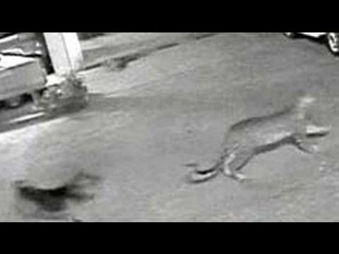 Caught - CCTV footage obtained from a MHADA housing complex in Goregaon, Mumbai shows a stray dog chasing a wild leopard that had entered the complex. The leopard is ...