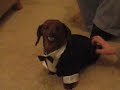 Mad Weenie