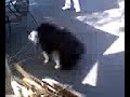 Dogs Gone Wild