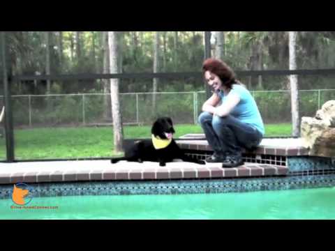 florida dog trainer - http://www.Fine-tunedCanines.com https://www.facebook.com/FinetunedCanines Florida dog Board and Train (Naples FL) - some skills we teach: self-control aroun...