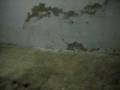 videos de la bonba