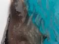 videos de Monk Seal 2