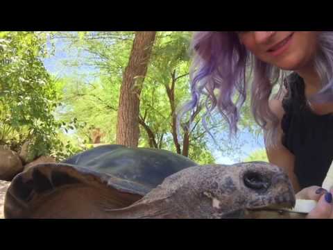 YouTube reptile video
