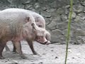 Lovely Pig Lovely Pig