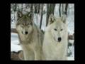 videos de Ideas for wolf animation