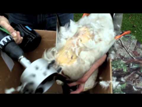 Homemade Chicken Plucker