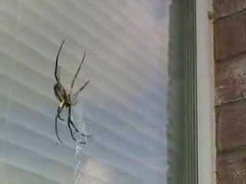 spider webs grasshopper