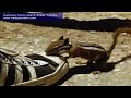 Supreme Court Justice Scalia  Torture ..mov