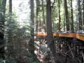 videos de Society Dog Roaring Camp Steam Train Adventure