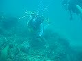 peekaboo moray