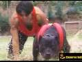 PITBULL  LLANA INKA  PERU