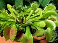VFT snaps greenbottle