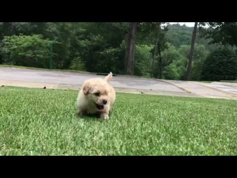 Bailey is a very intelligent, laid back toy MaltiPoo