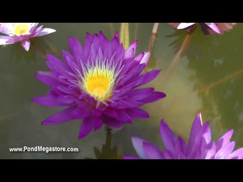 how to fertilize water lilies