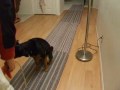 Clicker Training a Bird Dog Retrieve Part 2 Finishing Touches