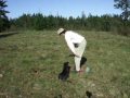 Clicker Training a Bird Dog Retrieve Part 2 Finishing Touches