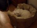 videos de Catbook Movie: I know, it's a piece of string!