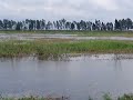 Birds arrive at the Candaba Swamp Wildlife Reserve