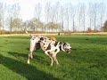 Noah en Ruby (Boerboel en Deense Dog)