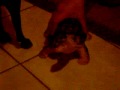 TIMMY THE TAPDANCING TURTLE