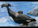 All my favourite orcas