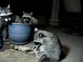 videos de Raccoon Family