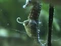 Seahorse gives birth, Seahorse having babies, giving birth