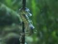 Seahorse gives birth, Seahorse having babies, giving birth