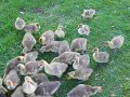 Goslings (baby geese)