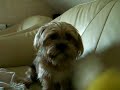 Shi Tzu Hund Mausi
