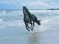 Horse In Movement Horse In Movement