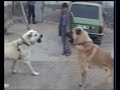 Kare Orant?l? KANGAL ve Akyaka