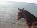 HORSES in the water of ATLANTIC OCEAN by Twombly Publishing