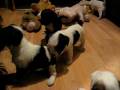 videos de tibetan terrier puppies