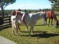 videos de Riding/Jumping Bareback :)
