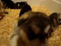 videos de Malamute d'Alaska-Alaskan Malamuthe
