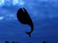 bob the whale
