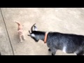 Video: Kitten Isn't Scared Of Goat