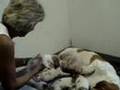 Basset Hound video