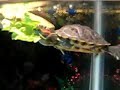 Yaddle The Turtle Eating More Lettuce! (Yaddle Skedaddle 2)